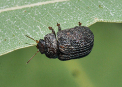 Trachymela scabra