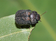 Trachymela scabra