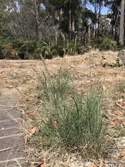 Rytidosperma setaceum