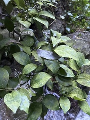 Coccoloba pyrifolia