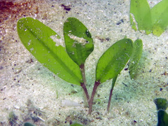 Halophila ovalis