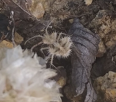 Phyllomorpha laciniata