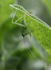 Tettigonia