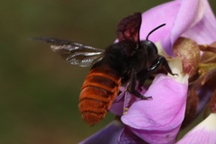 Megachilini
