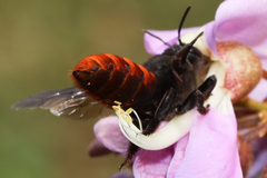 Megachilini