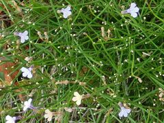 Lobelia linearis