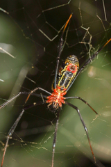Trichonephila fenestrata