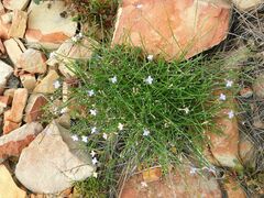 Lobelia linearis