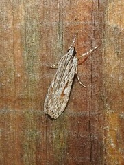 Scoparia chalicodes