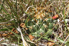 Coryphantha ottonis