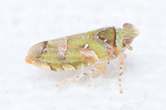 Tettigometridae