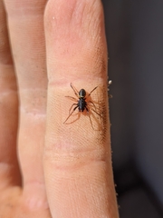 Steatoda ancorata