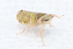 Tettigometridae
