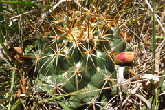 Coryphantha ottonis
