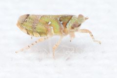 Tettigometridae