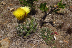 Coryphantha radians