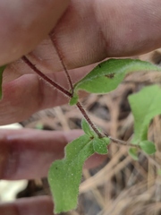 Archibaccharis auriculata