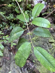 Chrysophyllum