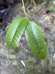 Chrysophyllum