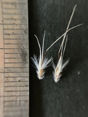 Rytidosperma setaceum