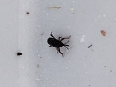 Sitophilus