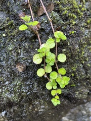 Pilea nummulariifolia