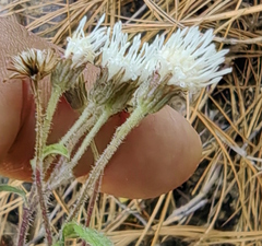 Archibaccharis auriculata