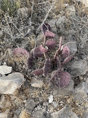 Opuntia macrocentra