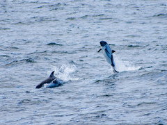 Sagmatias australis