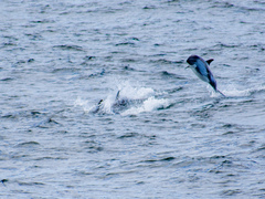 Sagmatias australis