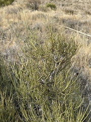 Ephedra aspera