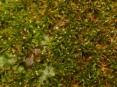 Syrrhopodon texanus