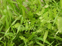 Eucrypta chrysanthemifolia