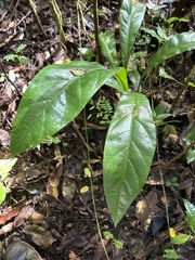 Anthurium crenatum