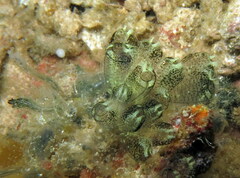 Clavelina