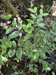 Calyptranthes sintenisii