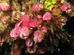 Didemnum cuculliferum