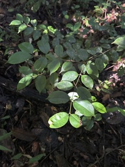 Calyptranthes sintenisii