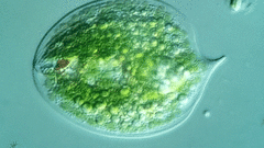 Phacus gigas