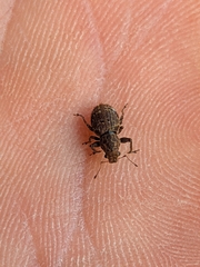 Pantomorus postfasciatus