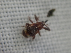 Anthonomus bituberculatus