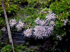 Polycephalomyces tomentosus