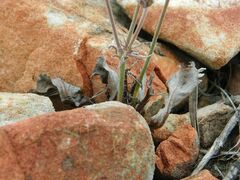 Pelargonium pilosellifolium