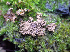 Polycephalomyces tomentosus