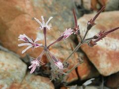 Pelargonium pilosellifolium