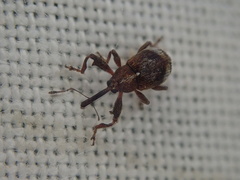 Anthonomus bituberculatus