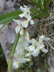 Rodriguezia bracteata