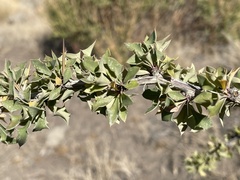 Berberis microphylla
