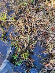 Sarracenia psittacina