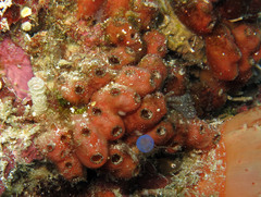 Polycarpa contecta